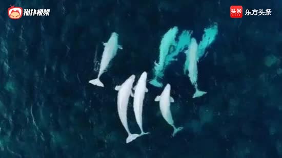 美到窒息！航拍数千头白鲸在北极嬉戏