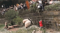女童坐围栏看熊猫坠入饲养池！危险时刻，保安这一举动太关键了！