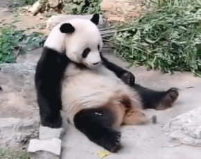 北京动物园回应游客砸熊猫：目前状况良好