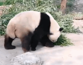 北京动物园回应游客砸熊猫：目前状况良好