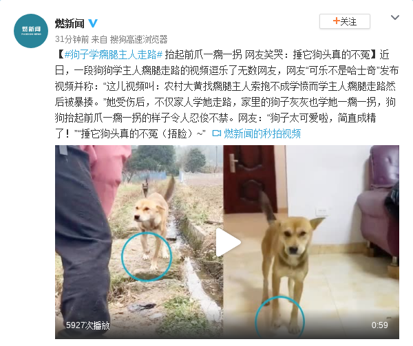 狗子学瘸腿主人走路 抬起前爪一瘸一拐