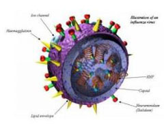 盘点：人类历史上最骇人的十大病毒