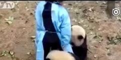 每一只熊猫的背后都有一个想掐死它的饲养员 ！